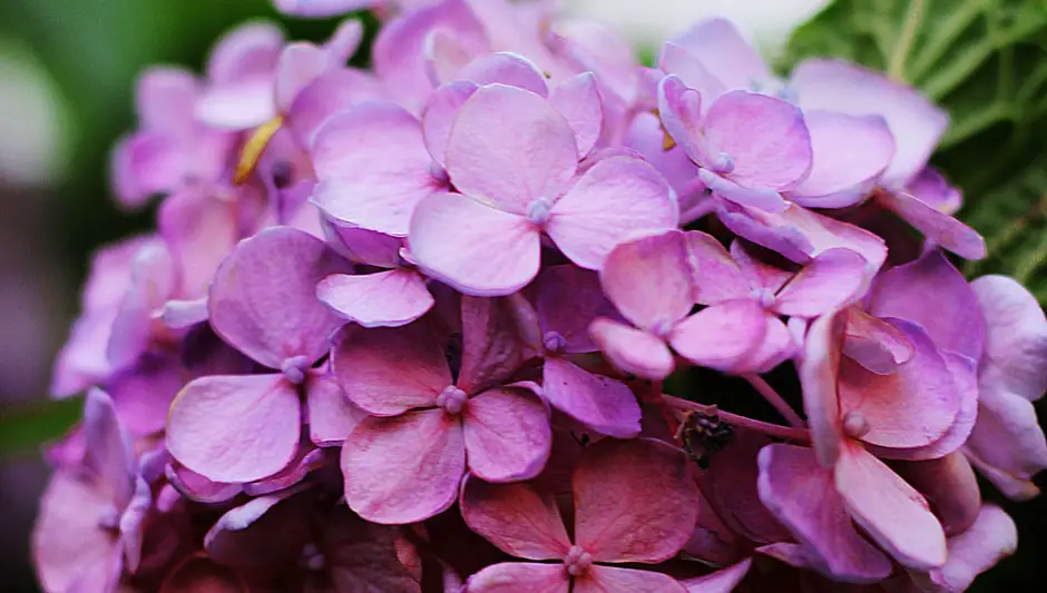 can you plant perennials in pots