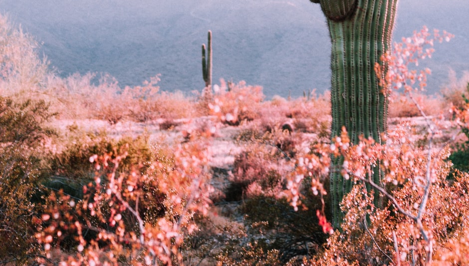 how often do cactus bloom