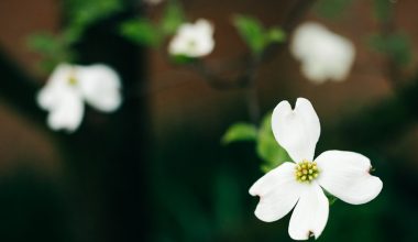 when to trim a dogwood tree