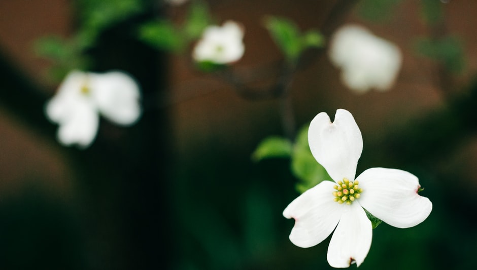 When To Trim A Dogwood Tree? (Read This Before Moving On!)