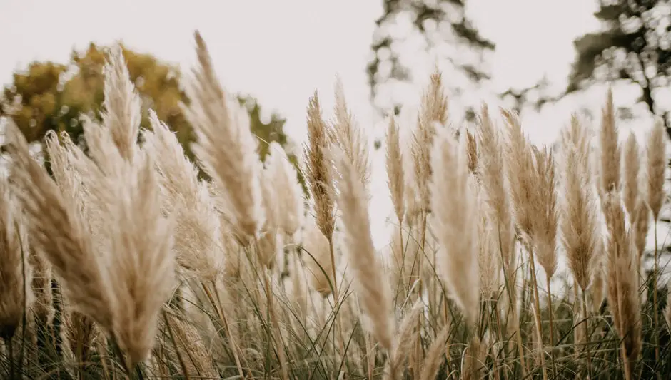 what do pampas grass seeds look like