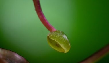 how to revive a dying boxwood shrub