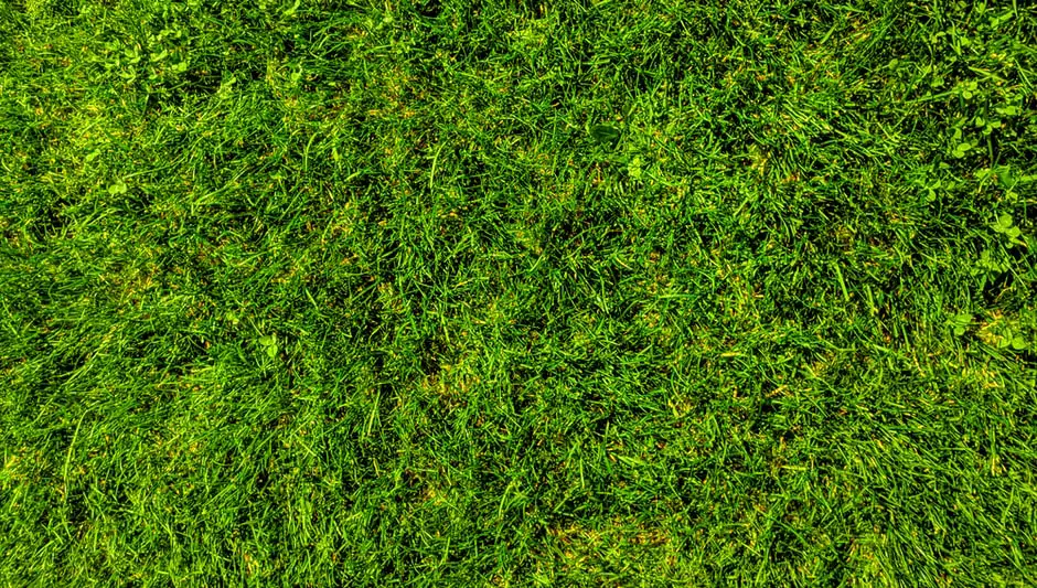 what is the best grass to grow in florida