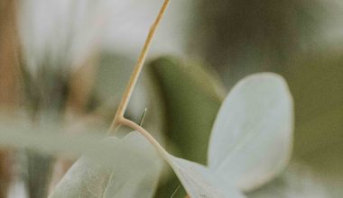 can you grow eucalyptus in a pot