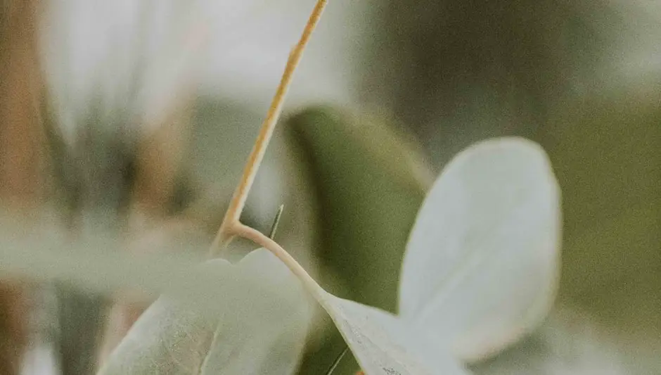 can you grow eucalyptus in a pot