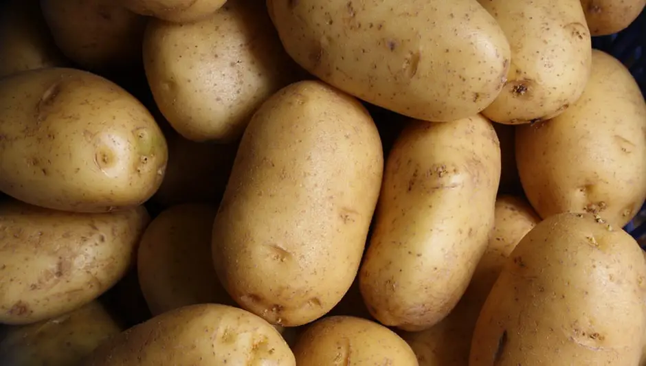 when are russet potatoes ready to harvest