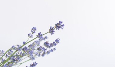 do you prune lavender