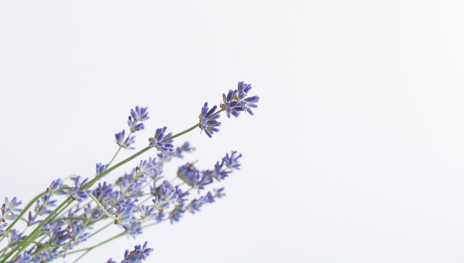 how to prune lavender that is woody