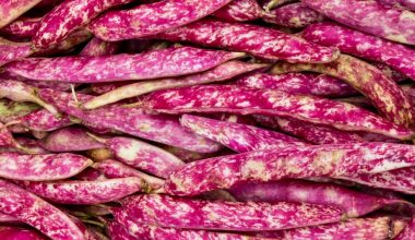 when do you harvest borlotti beans