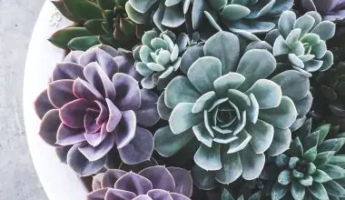 how to revive a succulent plant