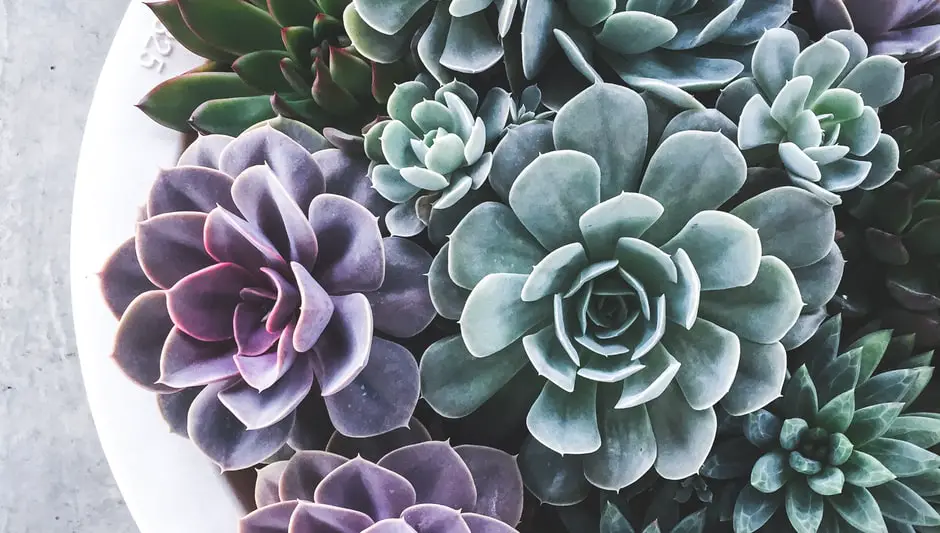 how to revive a succulent plant