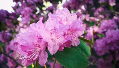 how to grow rhododendron from seed