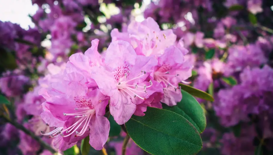 how to grow rhododendron from seed