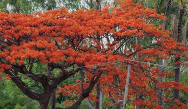 how to grow poinciana tree from seed
