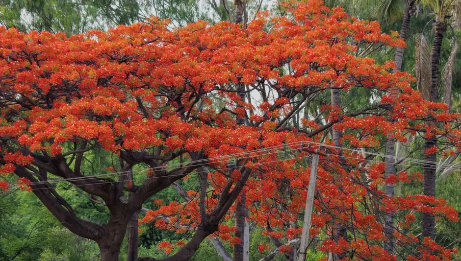 how to grow poinciana tree from seed