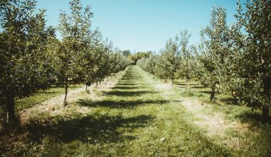 what kind of mulch for fruit trees