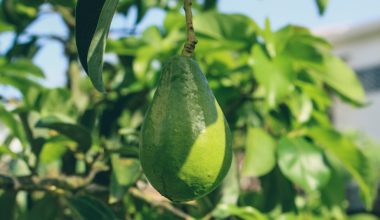 can you grow an avocado tree inside
