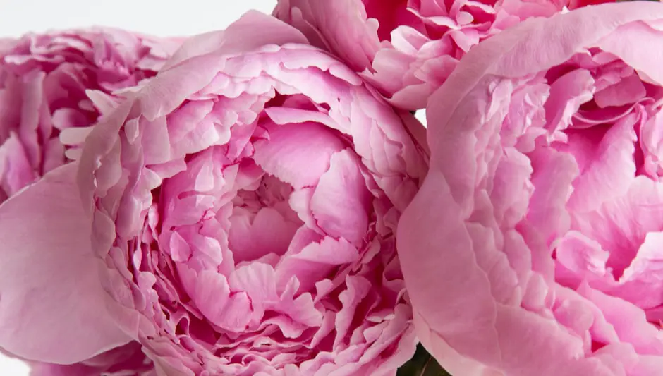 when to fertilize peonies plants