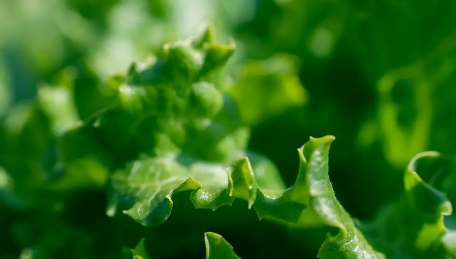 what vegetables grow well in new jersey