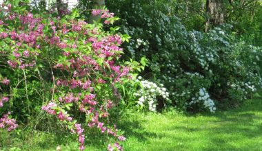 how to prune weigela shrub