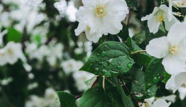 how to grow jasmine in a pot