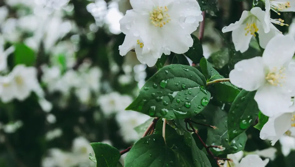 how to grow jasmine in a pot