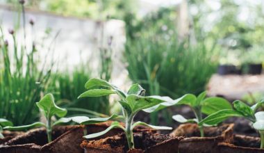 how to get onion seeds