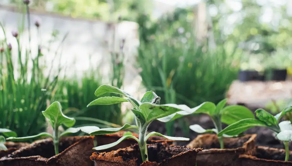 how to get onion seeds