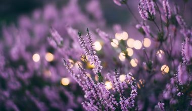 how to prune lavender plants outdoors