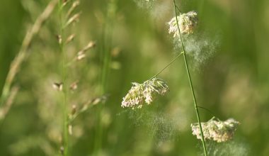 when is grass pollen season