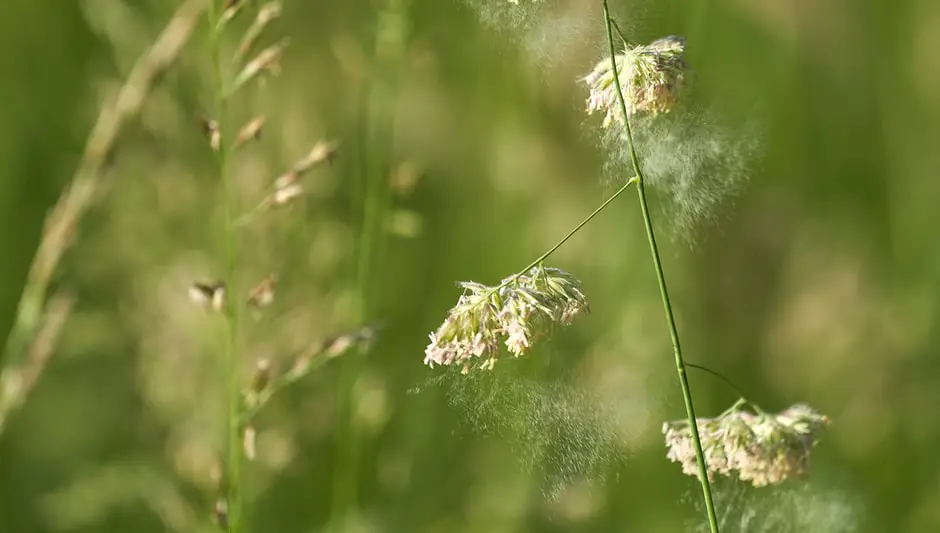 when is grass pollen season