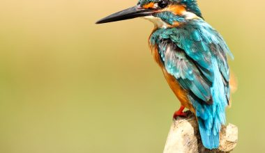 how to keep bird seed from falling on the floor