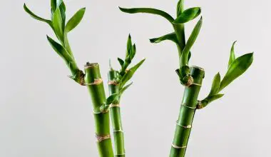 how to grow indoor bamboo plant