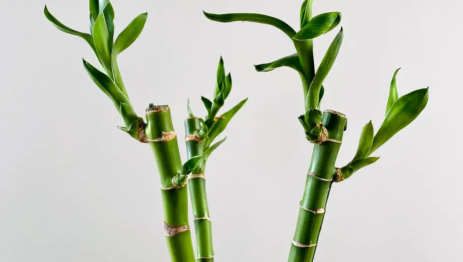 how to grow indoor bamboo plant