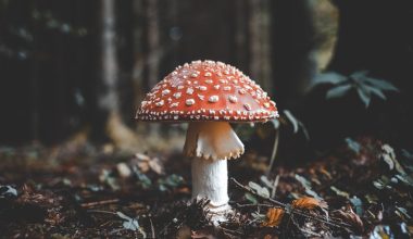 when to harvest mushrooms
