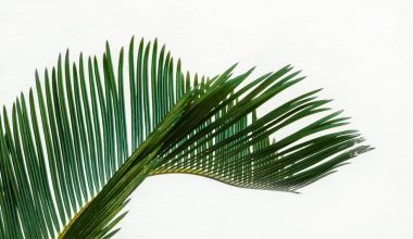 how to landscape with palm trees