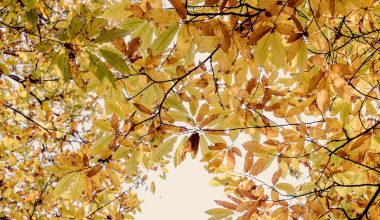 are the leaves turning in gatlinburg tn