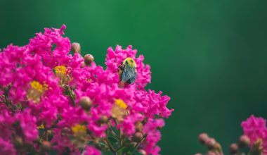 when to prune crepe myrtles in louisiana