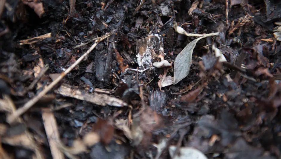 can you compost moldy fruit