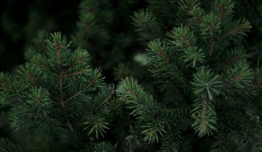 how to plant pine trees