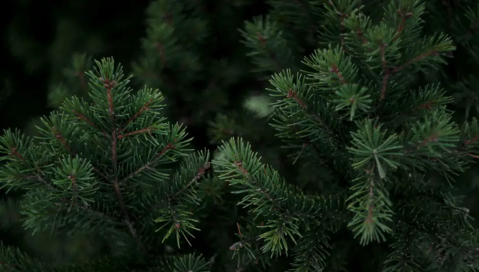 how to plant pine trees