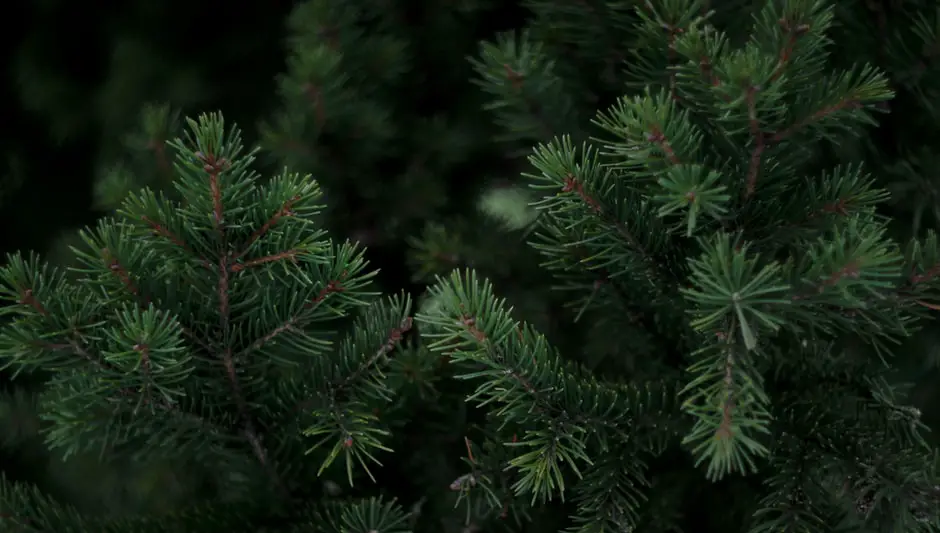 How To Plant Pine Trees? Here's What You Should Know About It