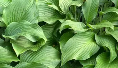 when to sow hosta seeds uk