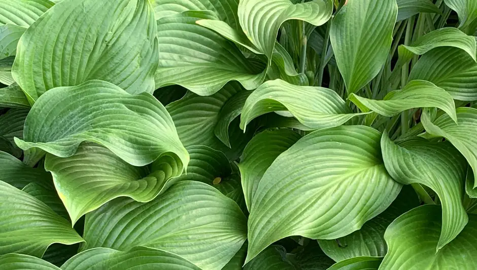 when to sow hosta seeds uk