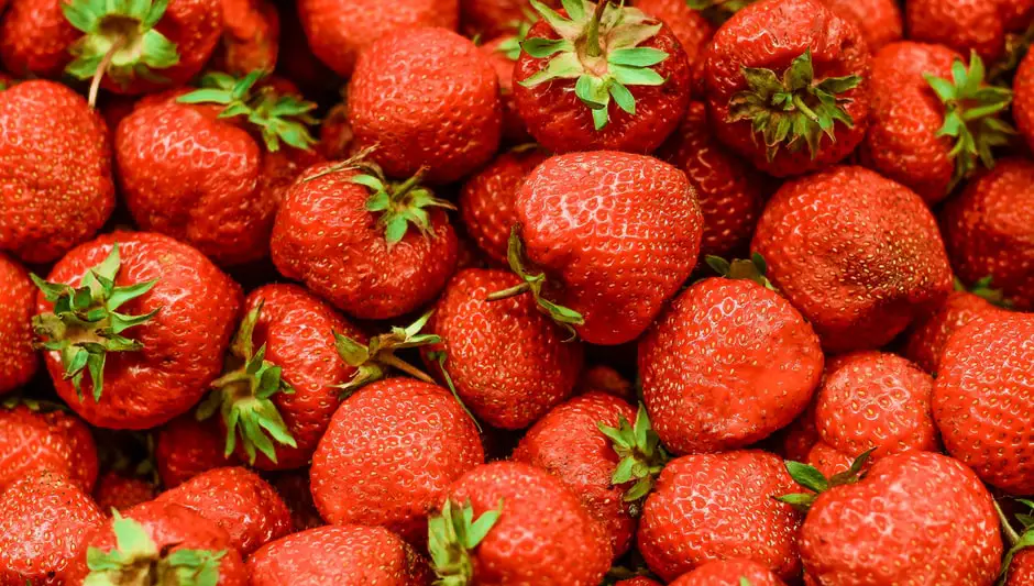 Where do fruits grow from on a plant clearly explained 
