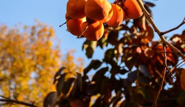 how to plant persimmon seeds