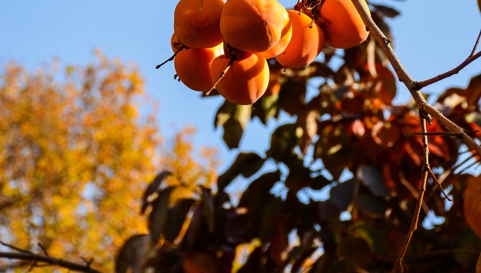 how to plant persimmon seeds