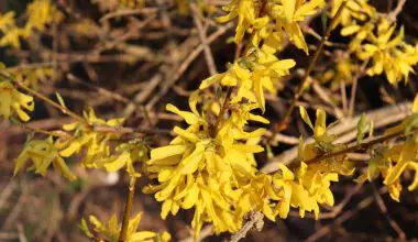 when is the best time to prune forsythia