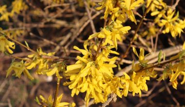 when is the best time to prune forsythia