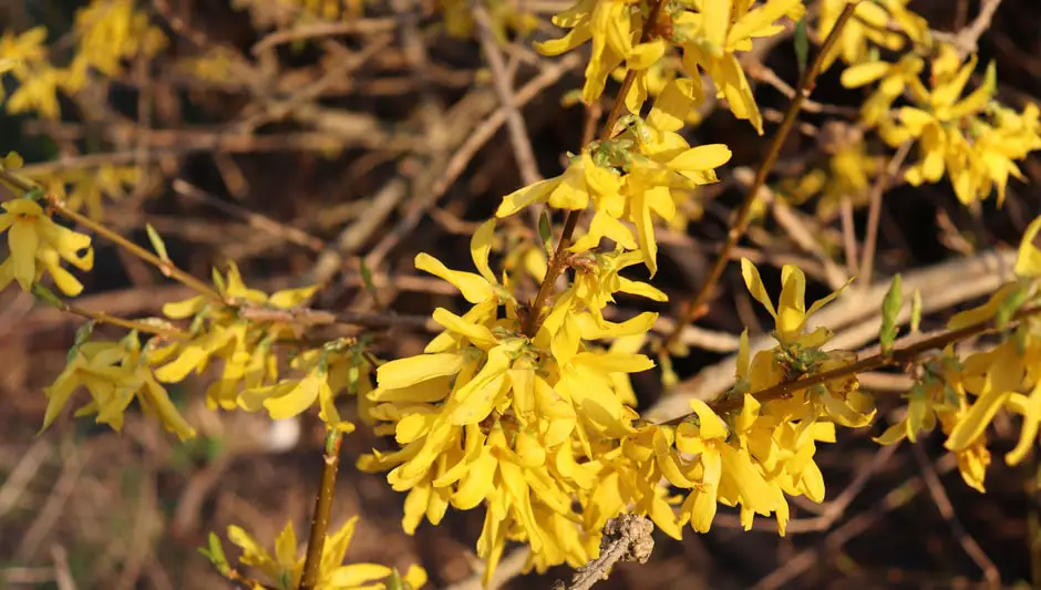 when is the best time to prune forsythia